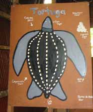the body of turtles